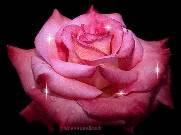 magniffique rose
